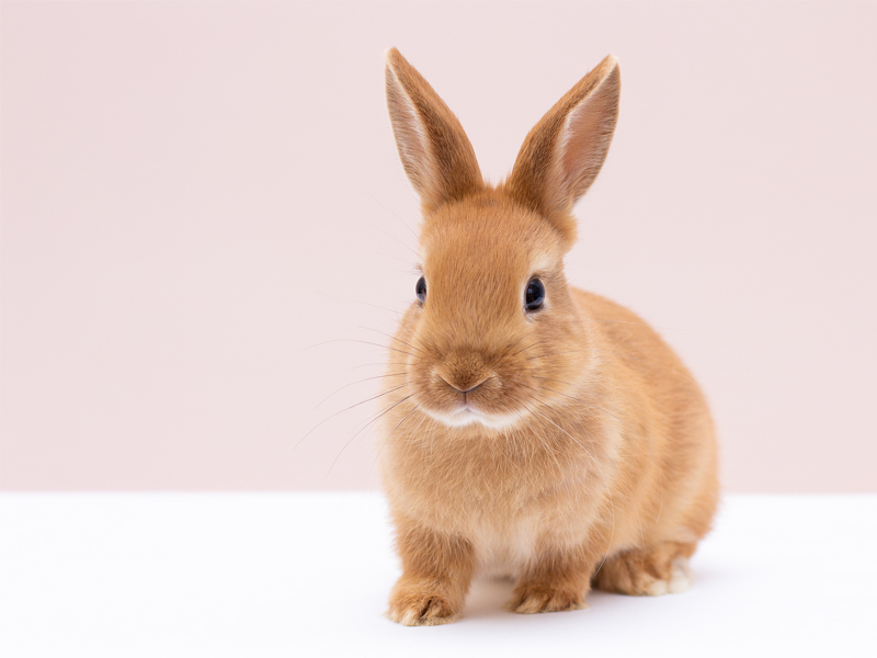 LêCleire cruelty free